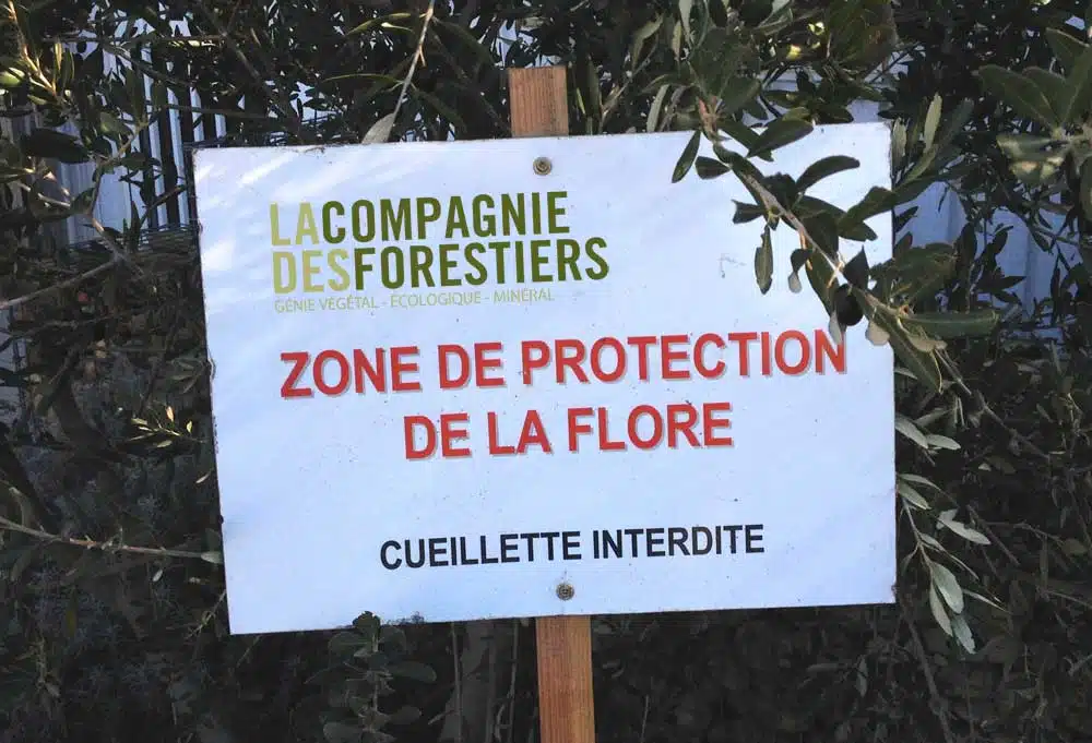 Mesures compensatoires - Zone de protection de la flore