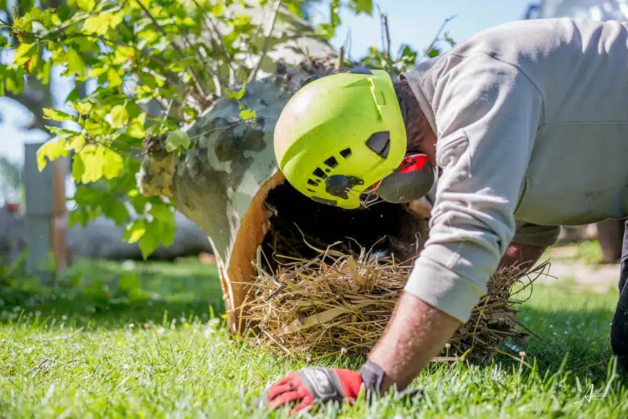 Travaux de génie écologique