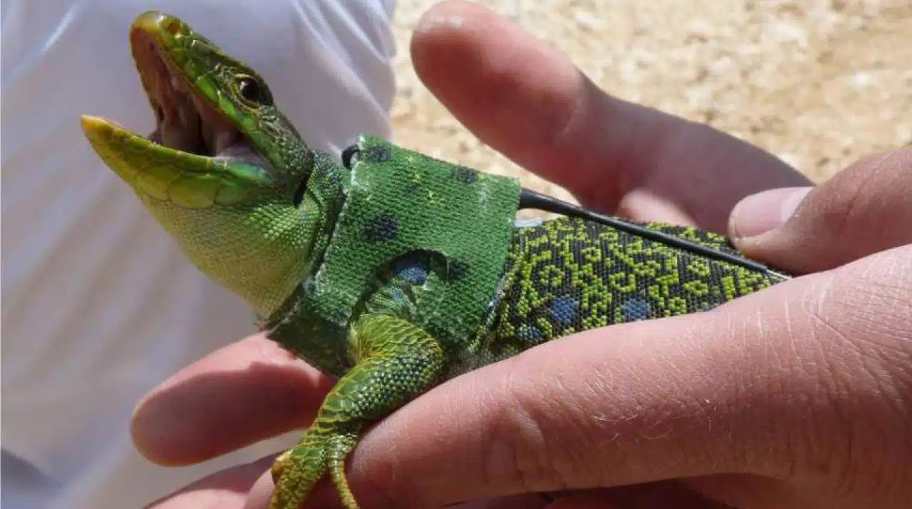 Mesure compensatoire lézard ocellé