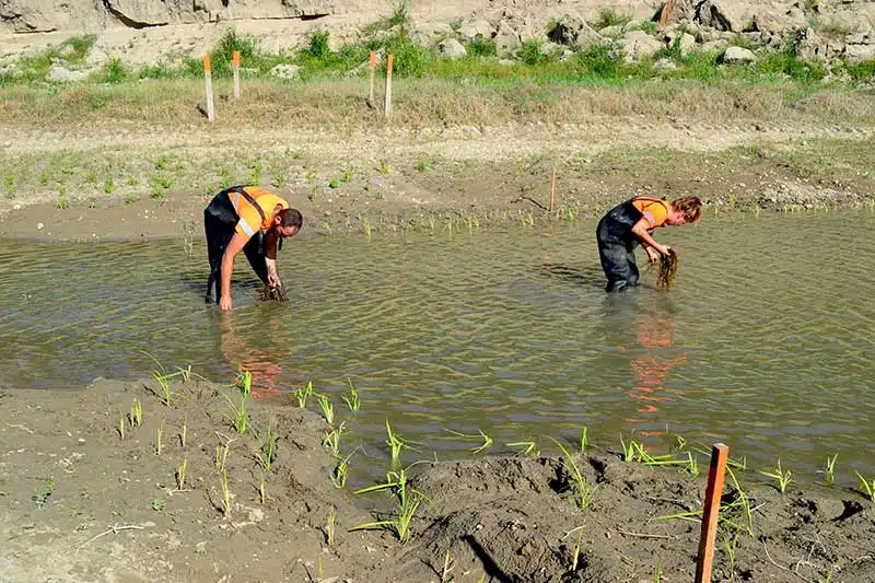 Plantation de plantes hydrophytes