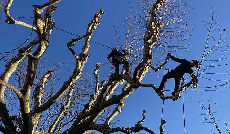 Elagage arbre - Bouches-du-Rhône - SFA - Sequoia