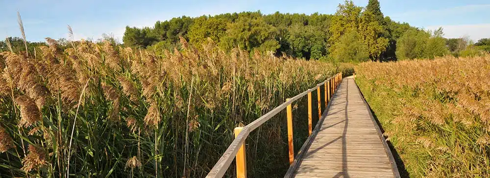 Phragmites australis - Étang de Courthézon