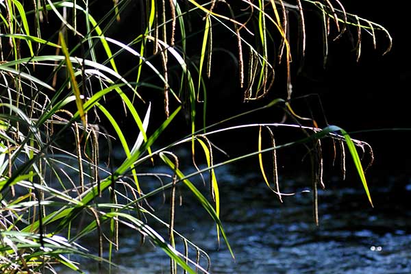 Quelle plante pour la phytoépuration ? Carex pendula - Laîche à épis pendants