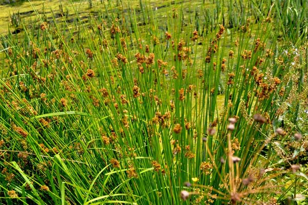 Quelle plante pour la phytoépuration ? Juncus-effusus - Jonc épars