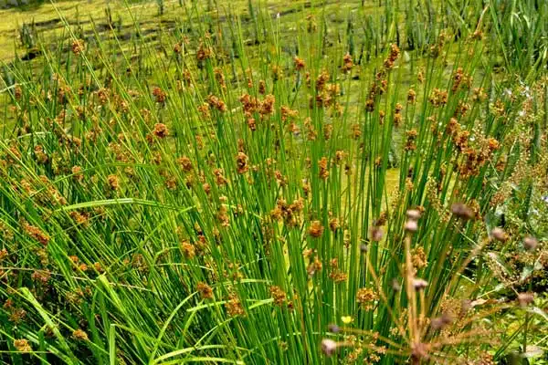 Quelle plante pour la phytoépuration ? Juncus-effusus - Jonc épars