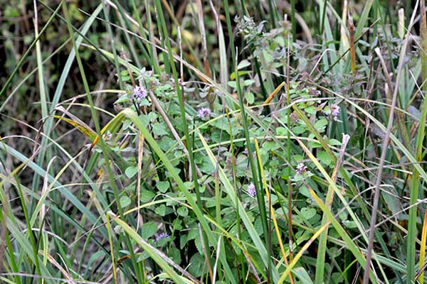 Quelle plante pour la phytoépuration ? Mentha-aquatica - Menthe aquatique