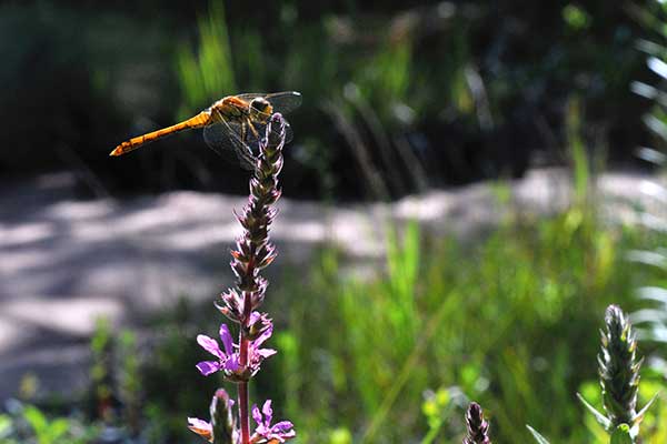 Quelle plante pour la phytoépuration ? lythrum-salicaria - Salicaire commune