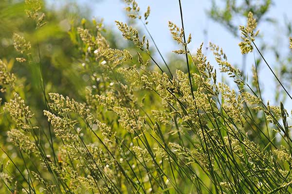 Quelle plante pour la phytoépuration ? phalaris-arundinacea - Baldingère faux-roseau