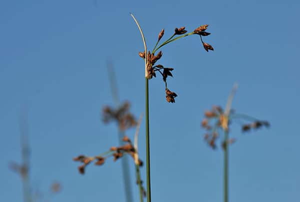 Quelle plante pour la phytoépuration ? scirpus-lacustris - Jonc