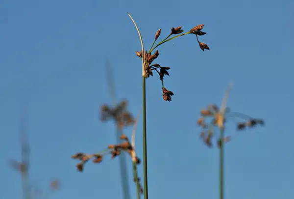 Quelle plante pour la phytoépuration ? scirpus-lacustris - Jonc