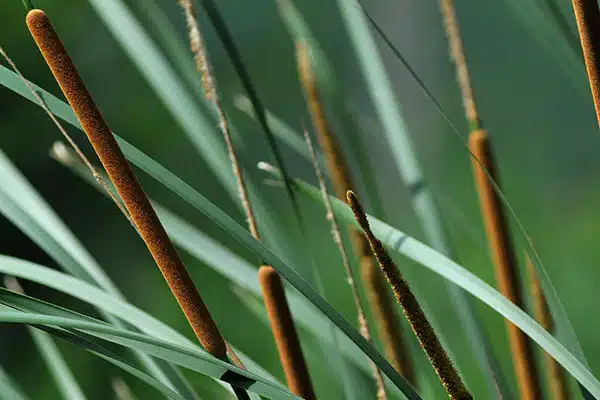 Quelle plante pour la phytoépuration ? Typha - Massette