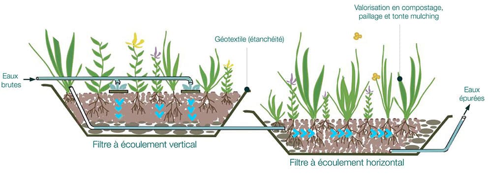 Fonctionnement phytoépuration