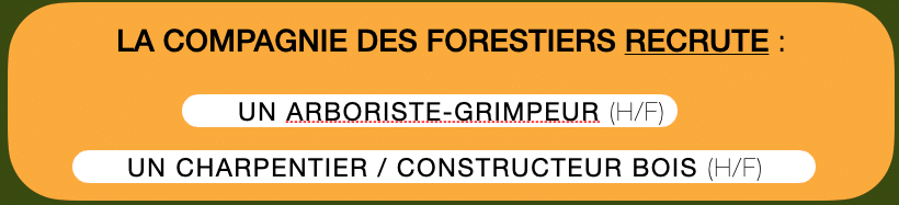 Emploi arboriste-grimpeur