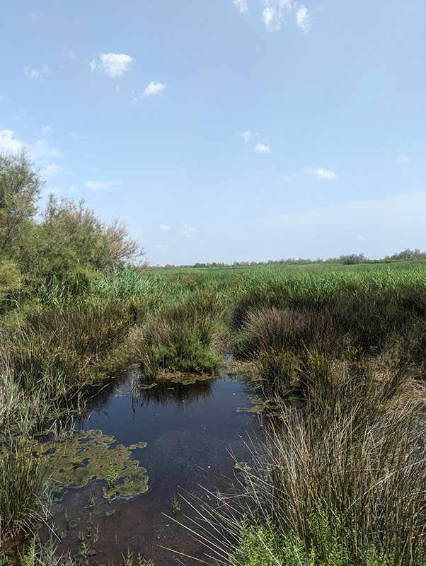 Site pour un observatoire oiseaux